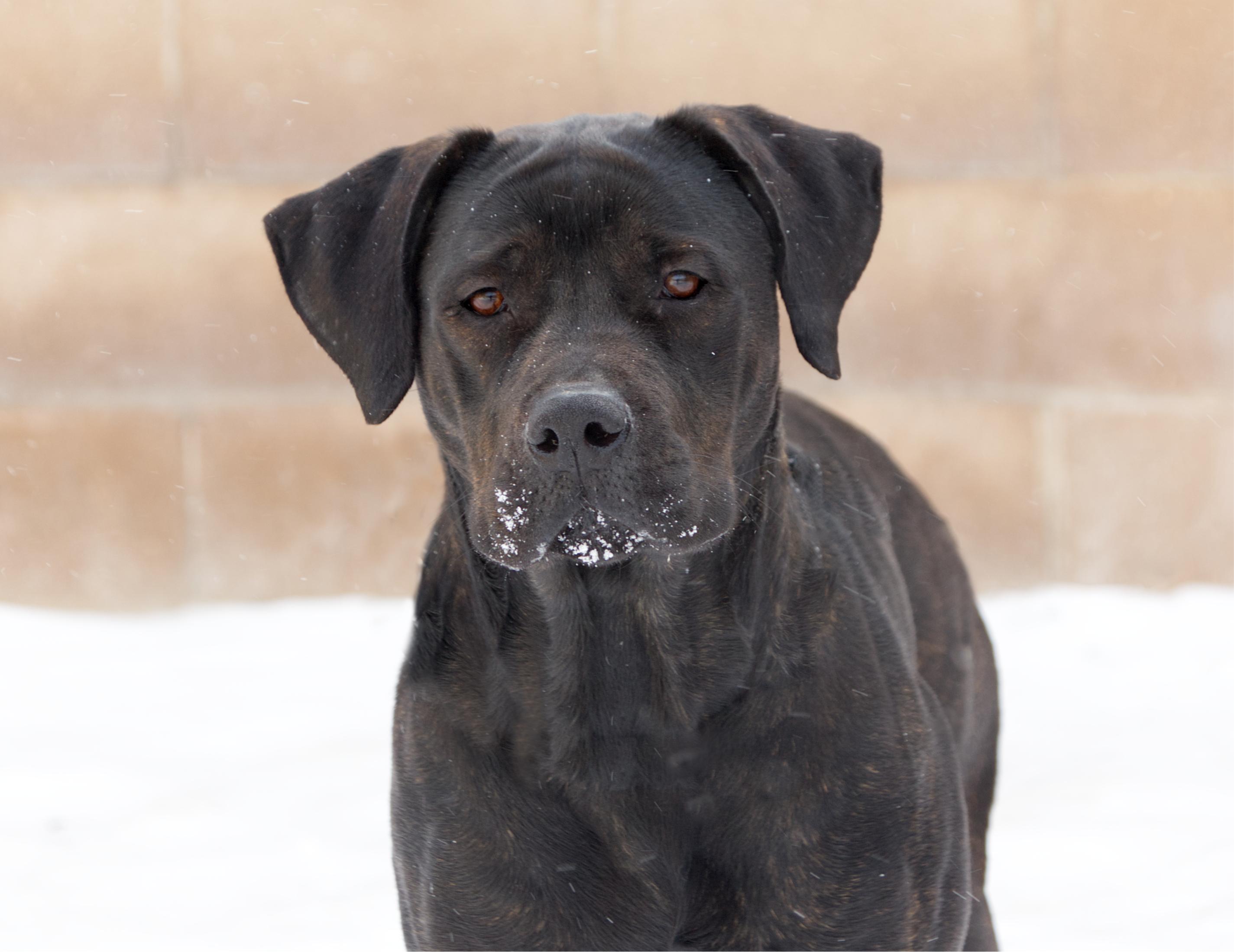 Enlarge Sutton, an adoptable mixed breed in Winnipeg, MB image 1/2