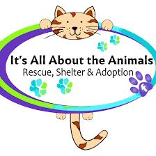 Enlarge General Application, a Adoptable Domestic Short Hair in Rochester, MA image 1/1