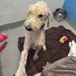 Enlarge Ruger, a Adopted mixed breed in Hilliard, OH image 2/2