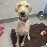 Ruger, Adopted, Adult Male Goldendoodle.