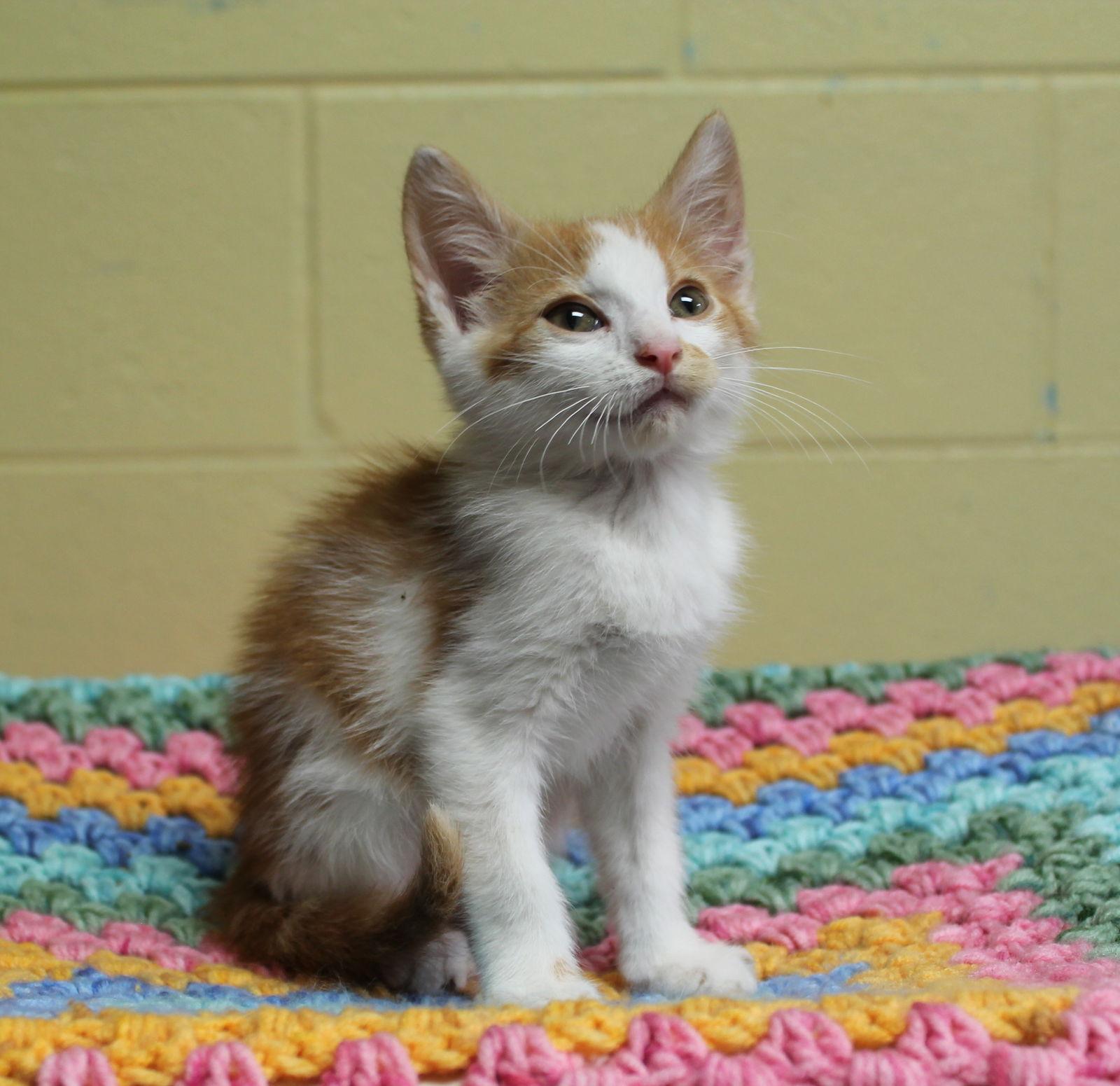 Enlarge Pac Man - 42550, a Adoptable mixed breed in Prattville, AL image 1/3
