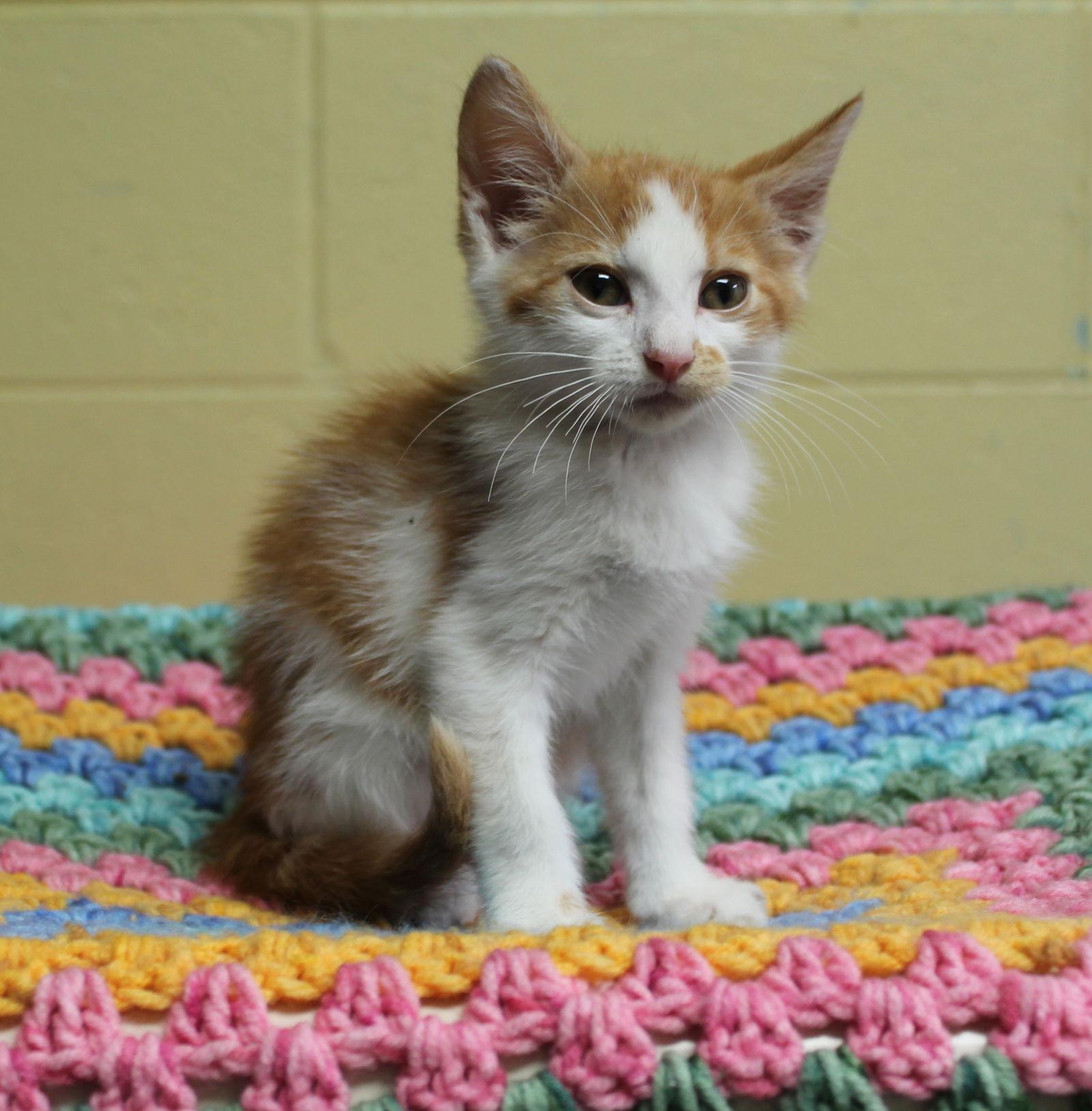 Enlarge Pac Man - 42550, a Adoptable mixed breed in Prattville, AL image 2/3