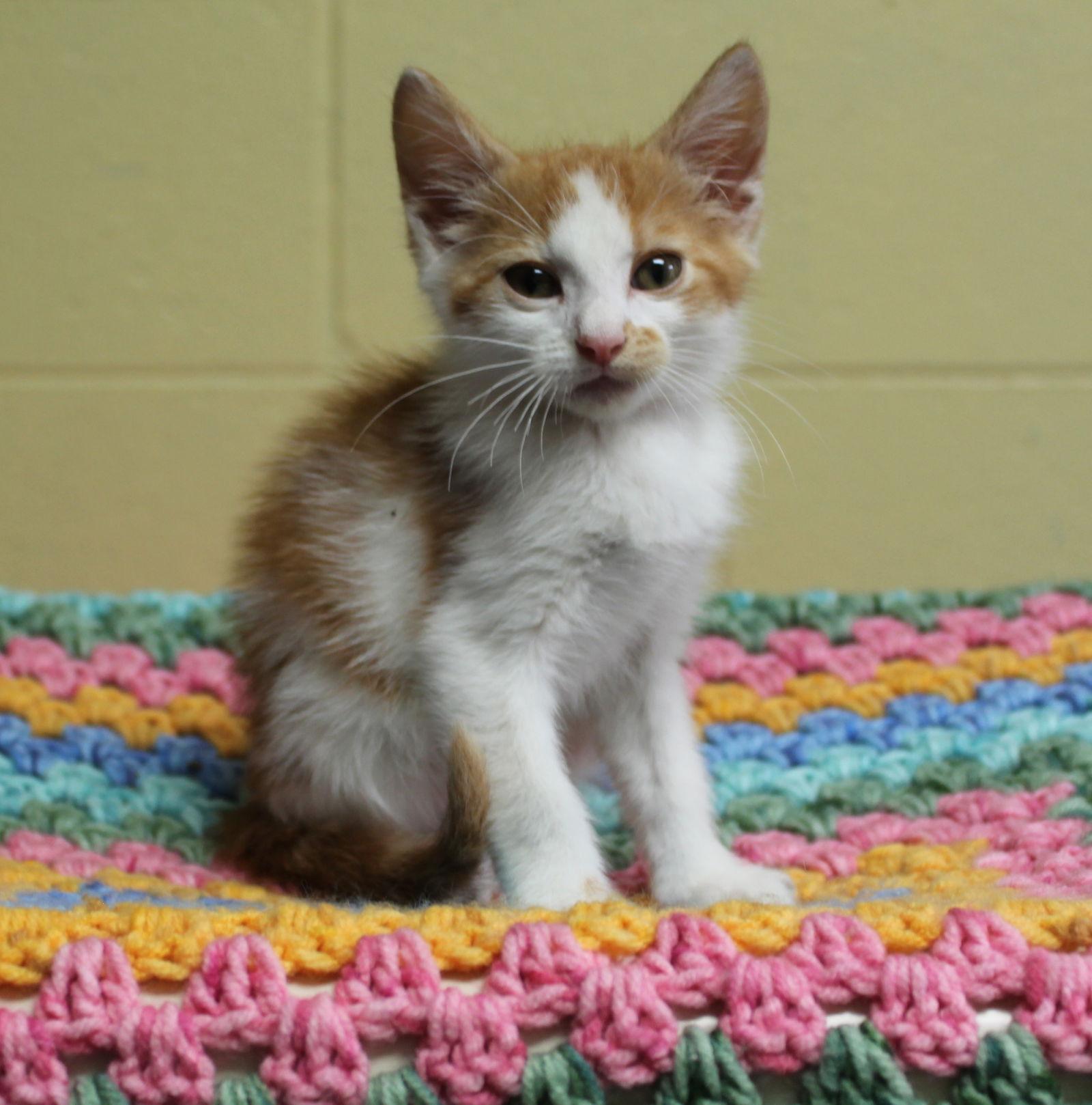 Enlarge Pac Man - 42550, a Adoptable mixed breed in Prattville, AL image 3/3