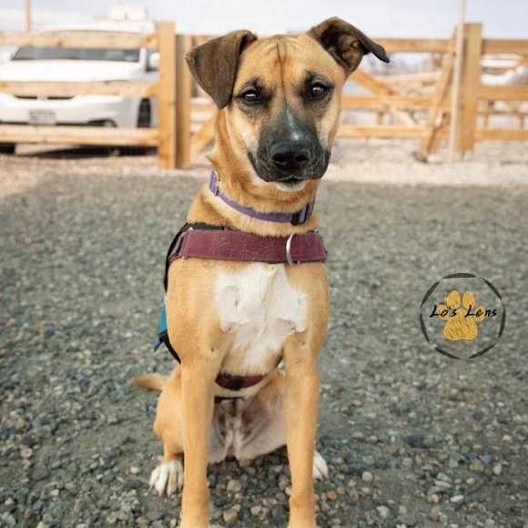 Enlarge AISHA, an adoptable mixed breed in Loveland, CO image 2/6