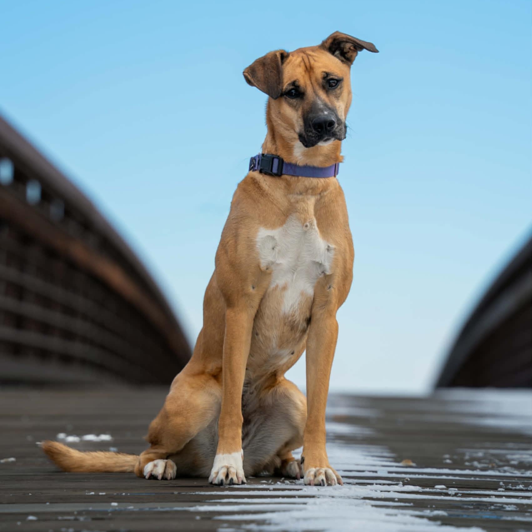 AISHA, Adoptable, Young Female Mixed Breed.