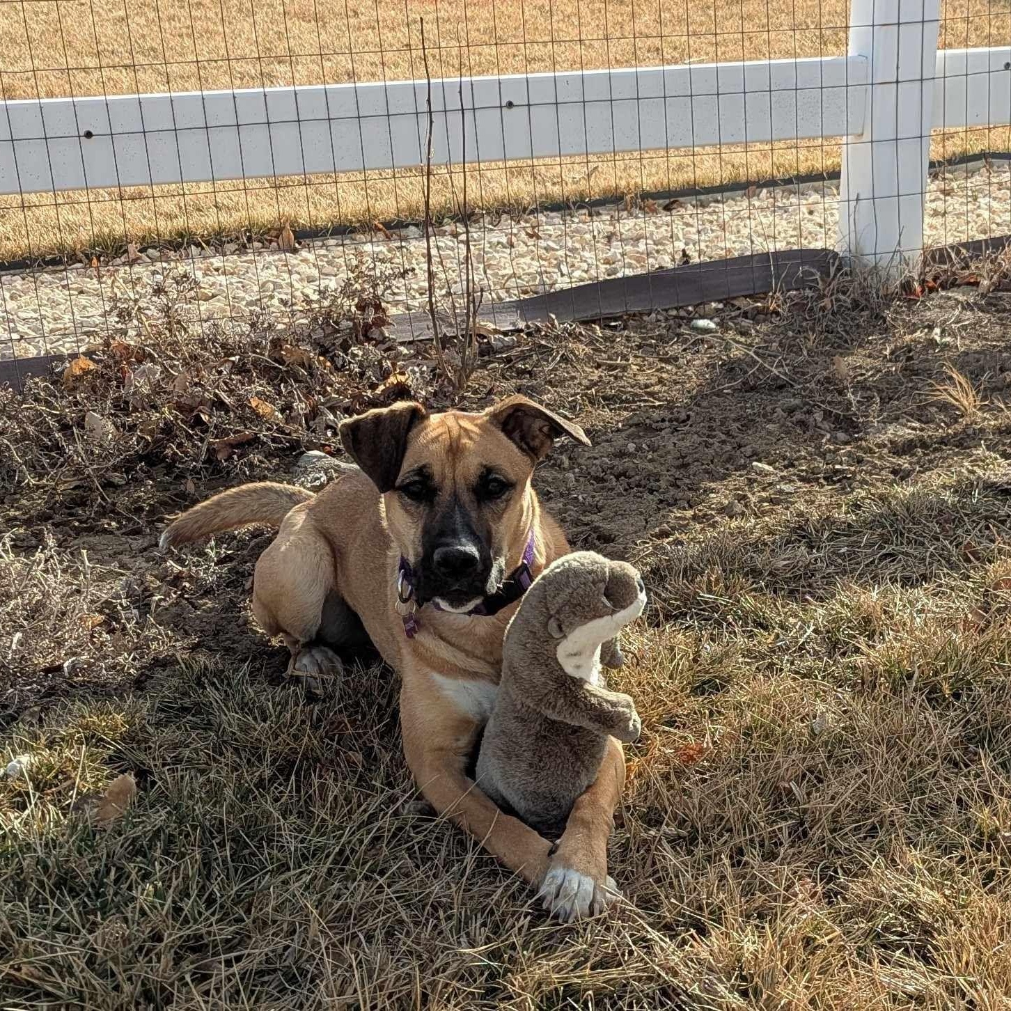 Enlarge AISHA, a Adoptable mixed breed in Loveland, CO image 5/6