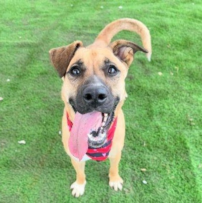 Enlarge AISHA, a Adoptable mixed breed in Loveland, CO image 4/6