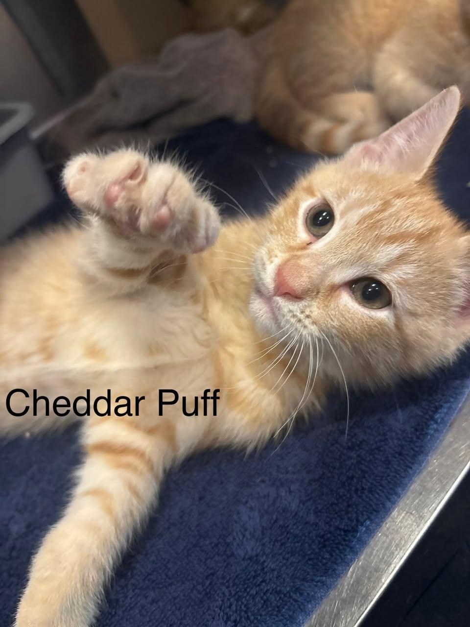 Enlarge Cheddar Puff, an adopted Domestic Short Hair in Topsham, ME image 1/1
