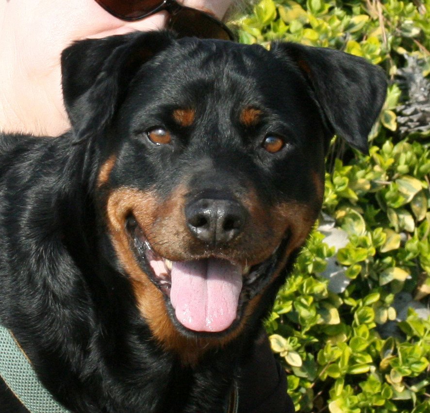 MOLLY--AN ANGEL, FOSTERS NEEDED! photo 2