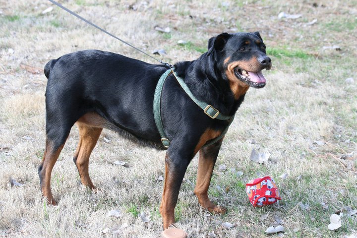 MOLLY--AN ANGEL, FOSTERS NEEDED! photo 3