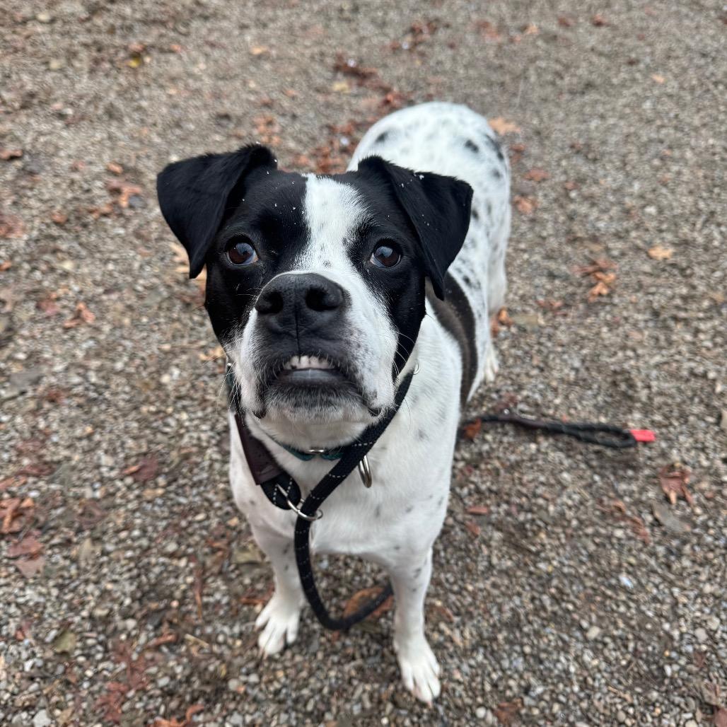 Enlarge Tito, a Adoptable Mixed Breed in Fairport, NY image 1/6