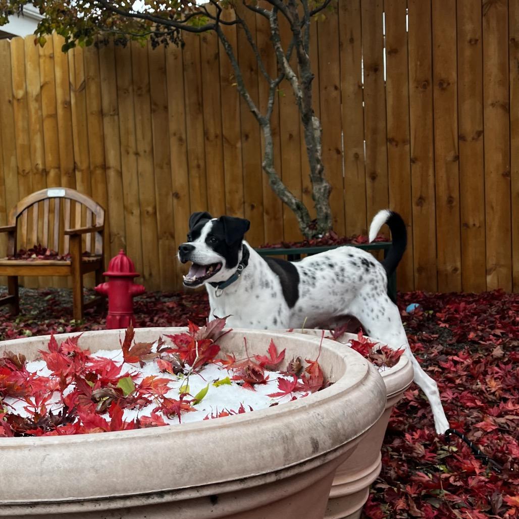 Enlarge Tito, a Adoptable Mixed Breed in Fairport, NY image 2/6