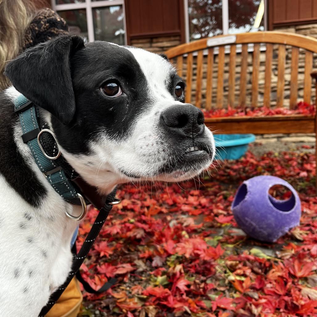 Enlarge Tito, a Adoptable Mixed Breed in Fairport, NY image 3/6