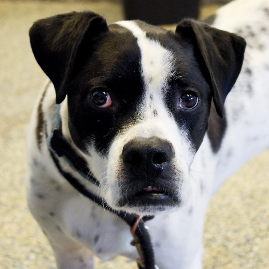 Enlarge Tito, a Adoptable Mixed Breed in Fairport, NY image 4/6