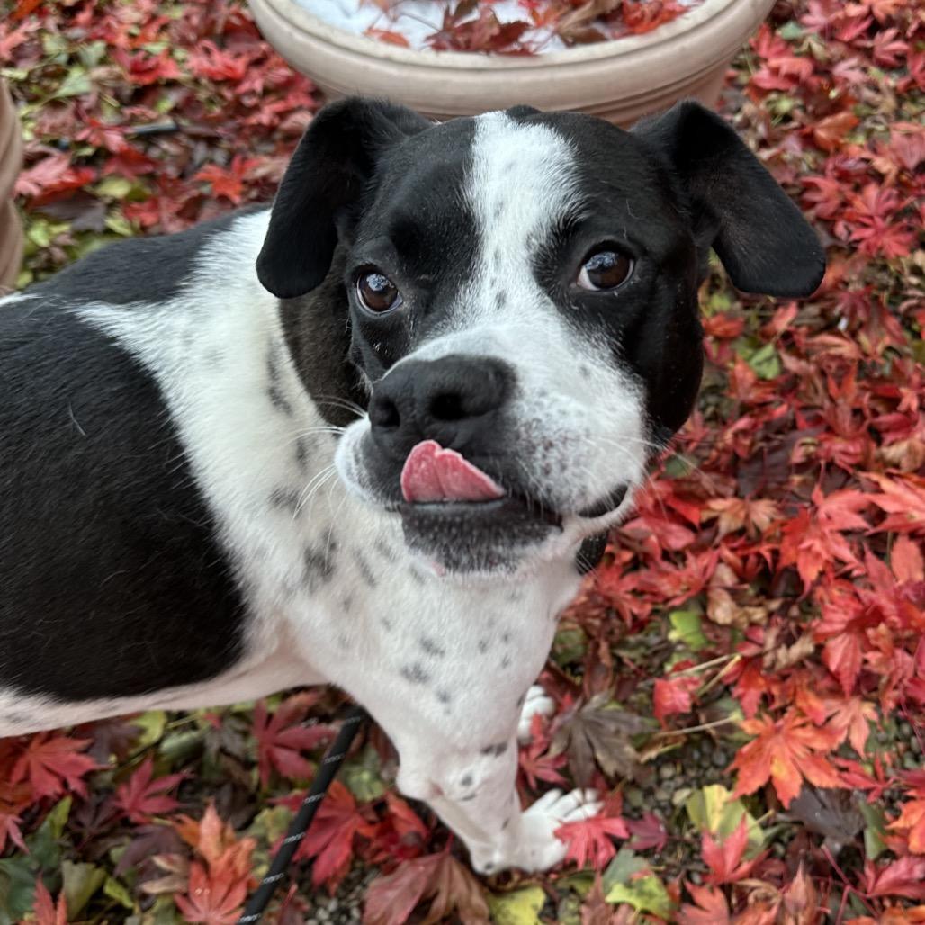 Enlarge Tito, a Adoptable Mixed Breed in Fairport, NY image 5/6