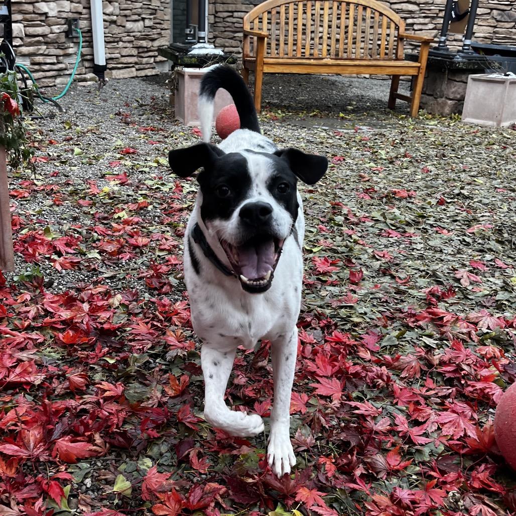 Enlarge Tito, a Adoptable Mixed Breed in Fairport, NY image 6/6