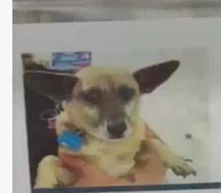 Brownie, ADOPTABLE, Adult Female Corgi & Jack Russell Terrier.