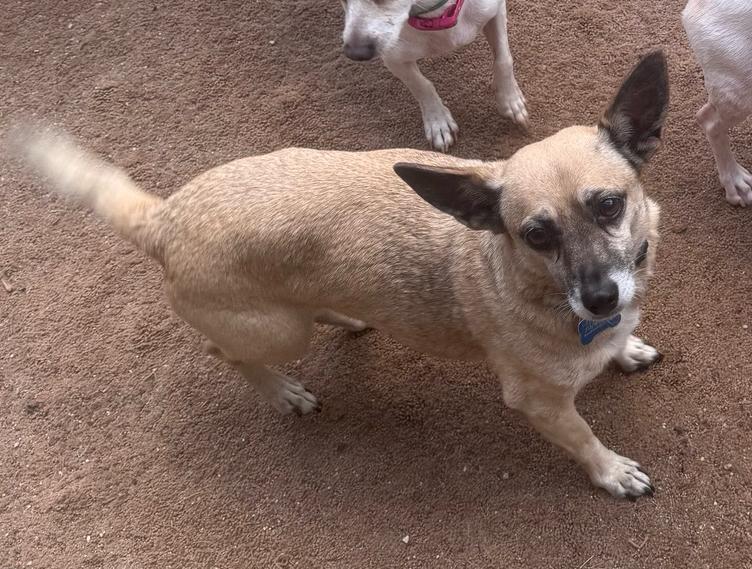 Enlarge Brownie, a ADOPTABLE mixed breed in Wingdale, NY image 2/2