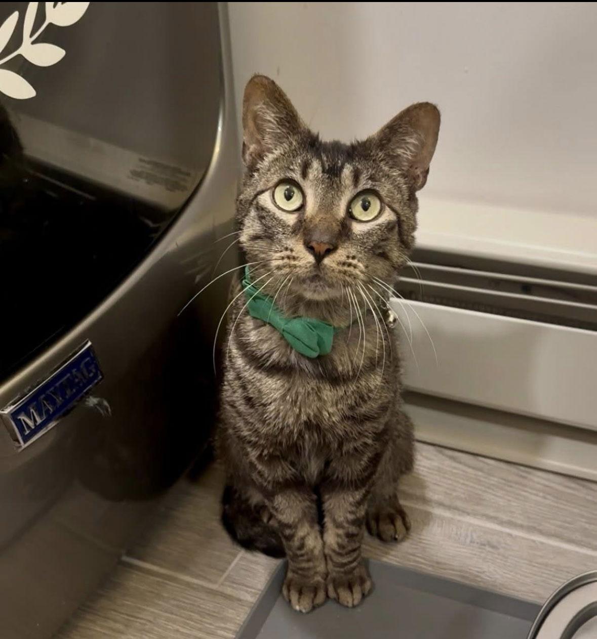 Crepe, Adopted, Adult Male Domestic Short Hair.