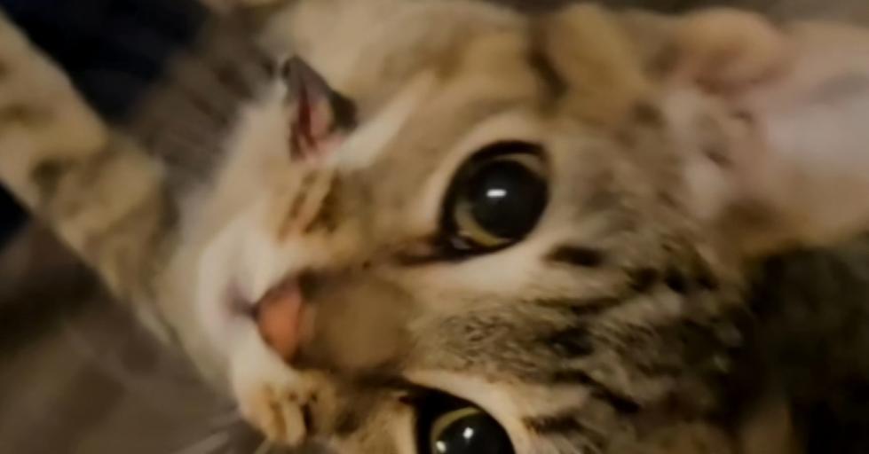 Banksy — thumbnail 3