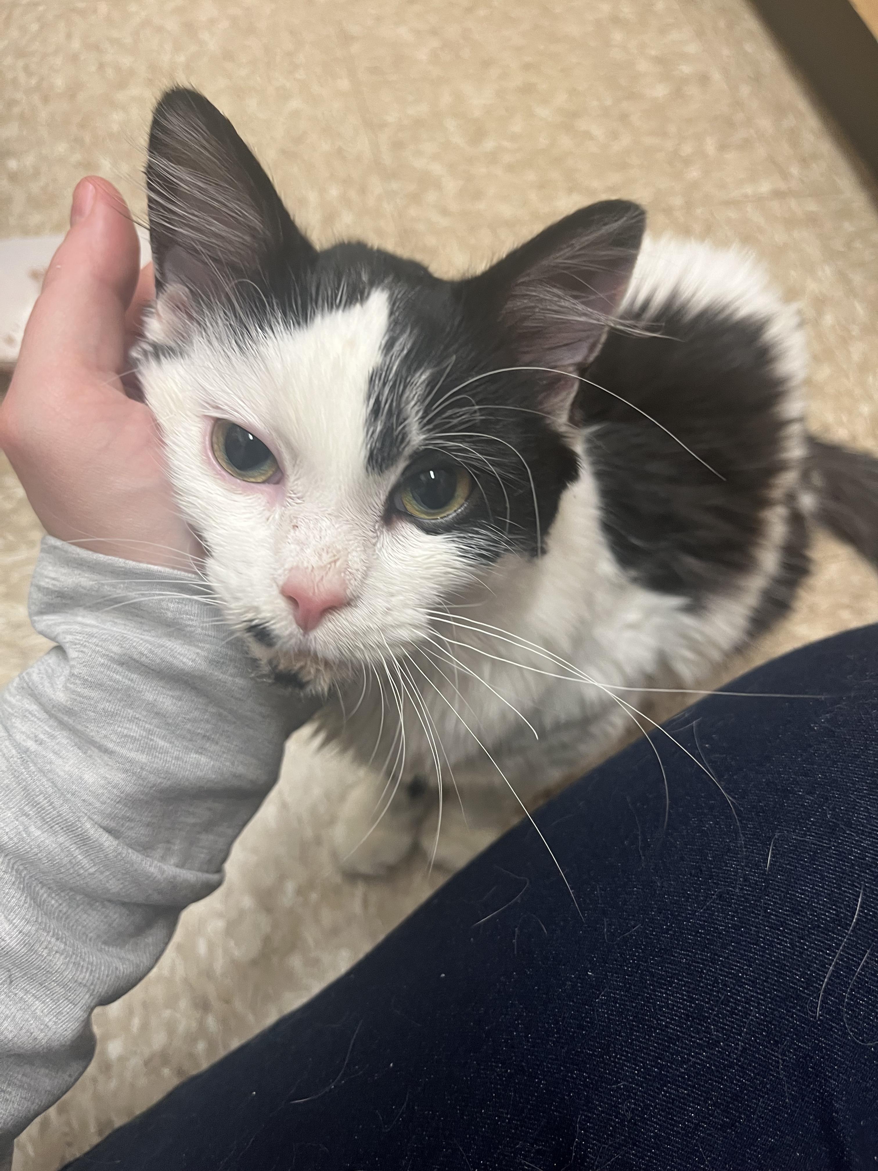Peanut and Oreo, adoptable, Kitten Male Domestic Medium Hair.