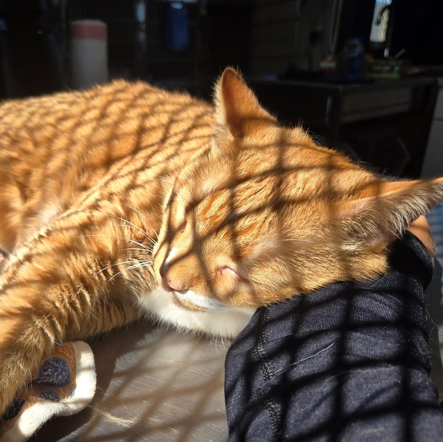 Enlarge Chicken, an adopted mixed breed in The Dalles, OR image 5/5