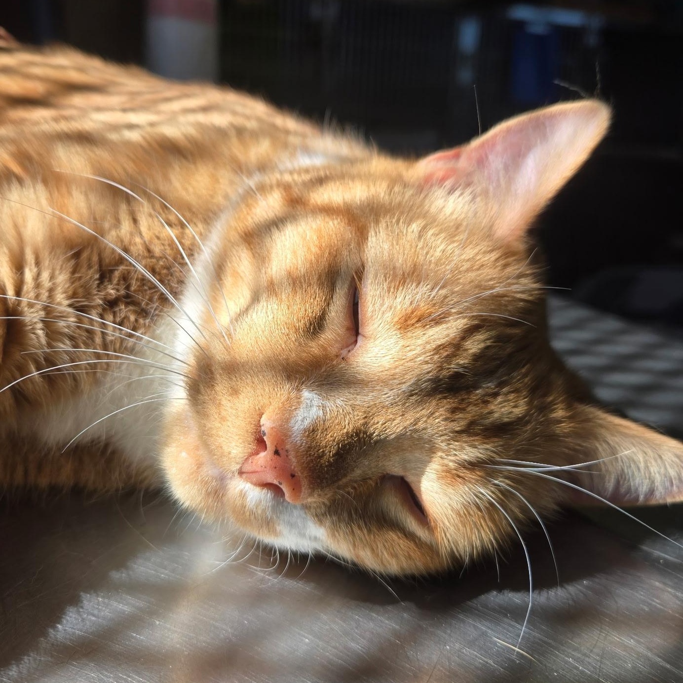 Enlarge Chicken, an adopted mixed breed in The Dalles, OR image 2/5