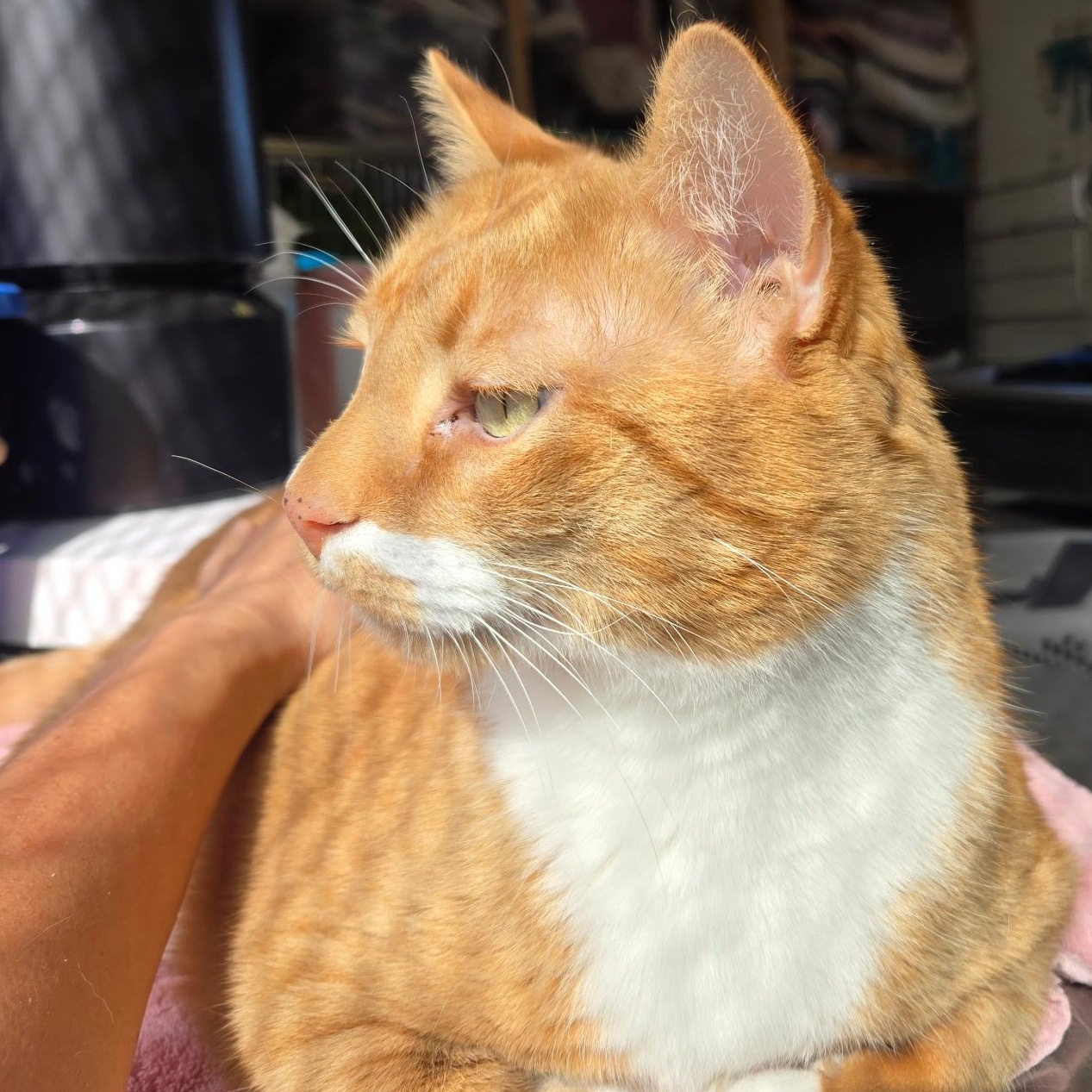 Enlarge Chicken, an adopted mixed breed in The Dalles, OR image 4/5