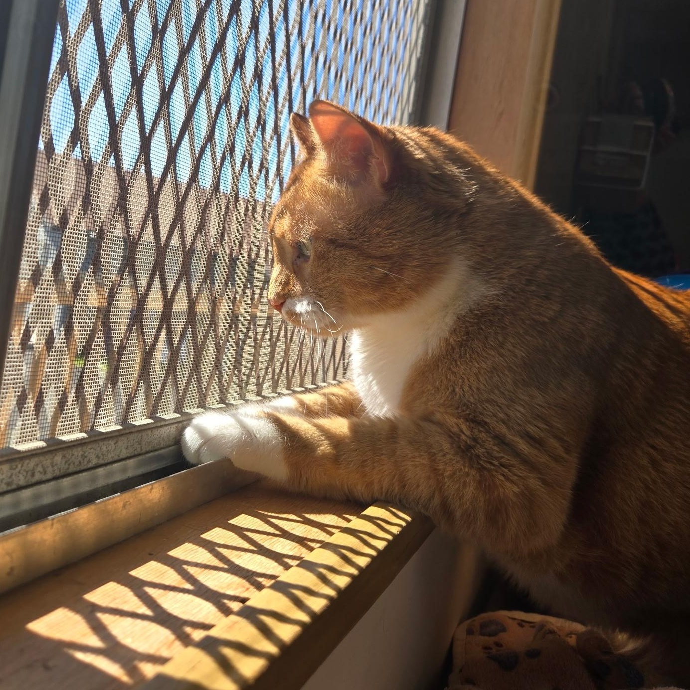 Enlarge Chicken, an adopted mixed breed in The Dalles, OR image 3/5