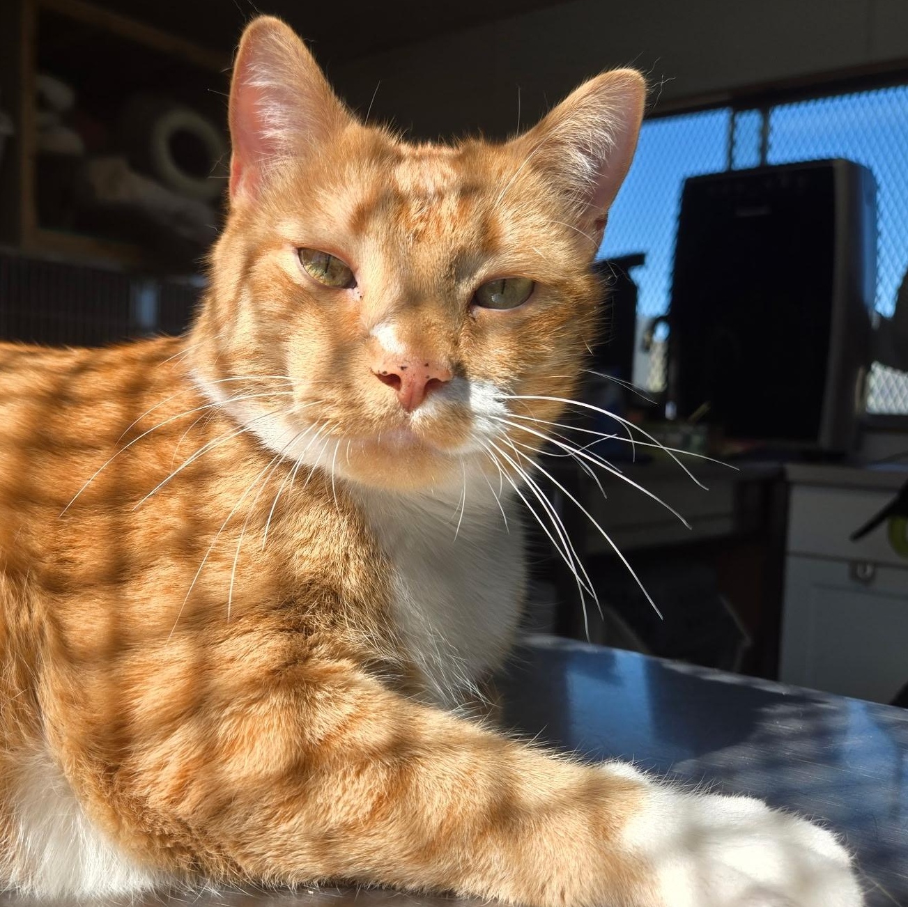 Chicken, adopted, Senior Male Domestic Short Hair.