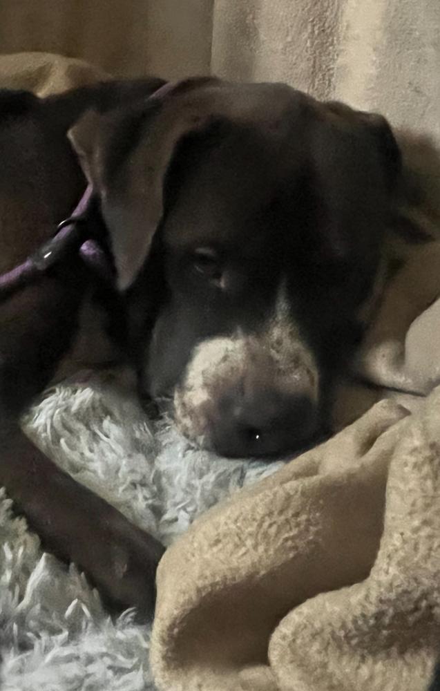 Eddie #A-139905 π, Adoptable, Adult Male Pit Bull Terrier.