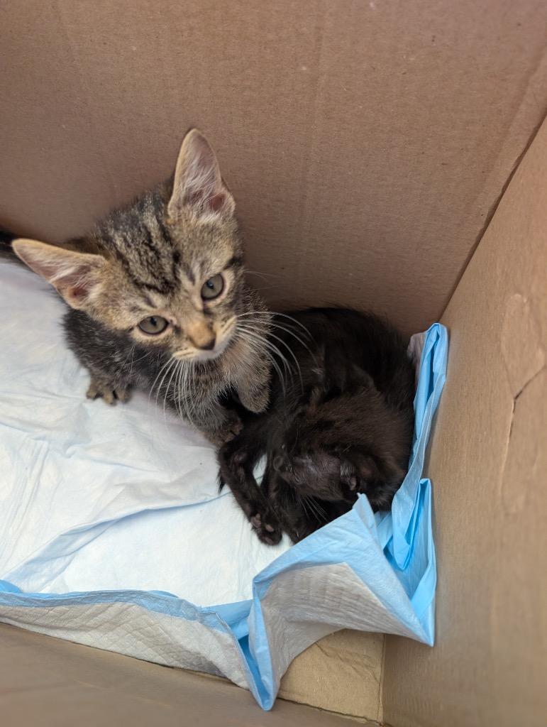 Jan (aka Jane), Adoptable, Kitten Male Domestic Short Hair.