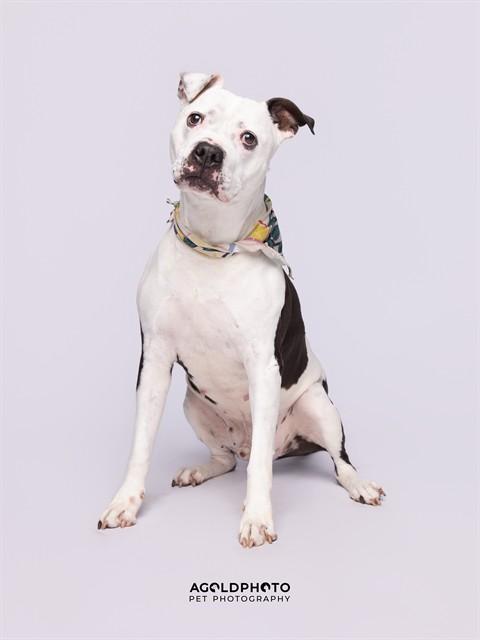 APOLLO, Adoptable, Adult Male American Bulldog.