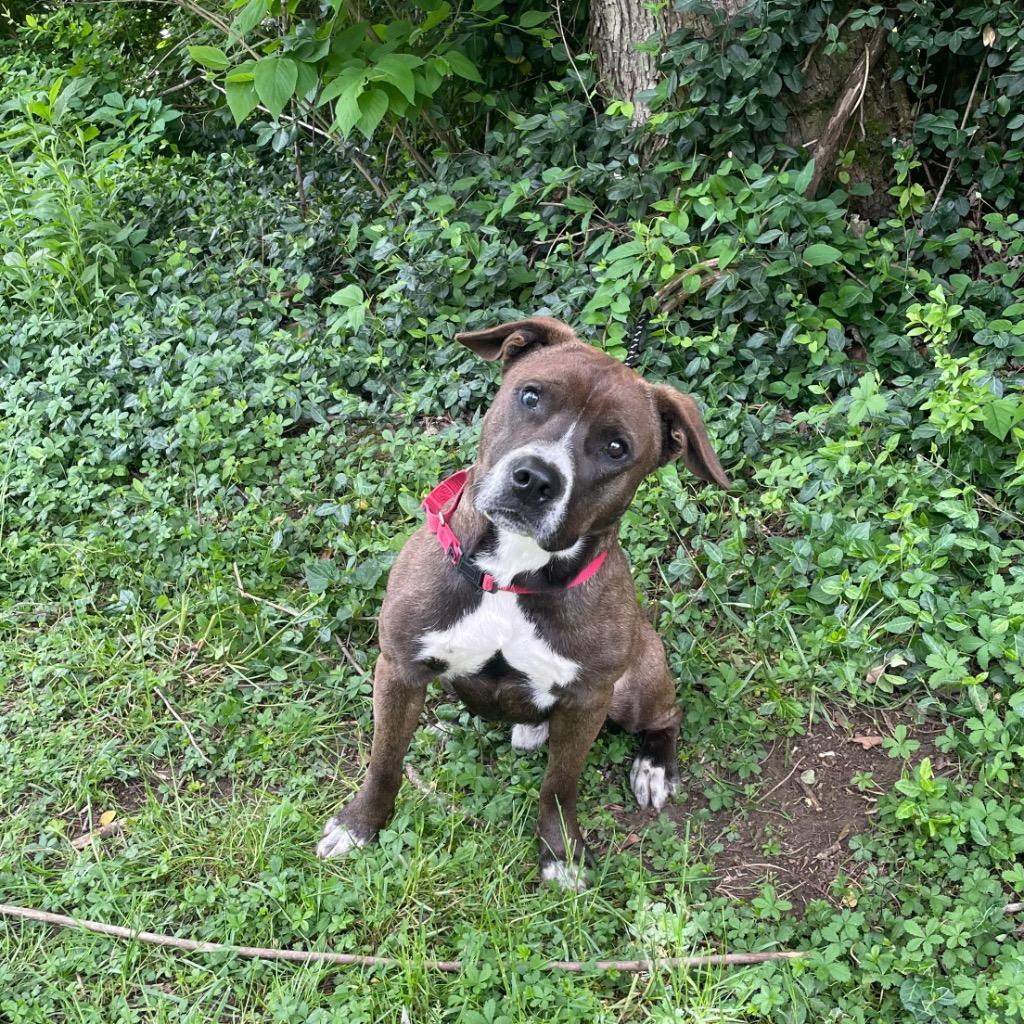 King, adopted, Adult Male Pit Bull Terrier & Hound.