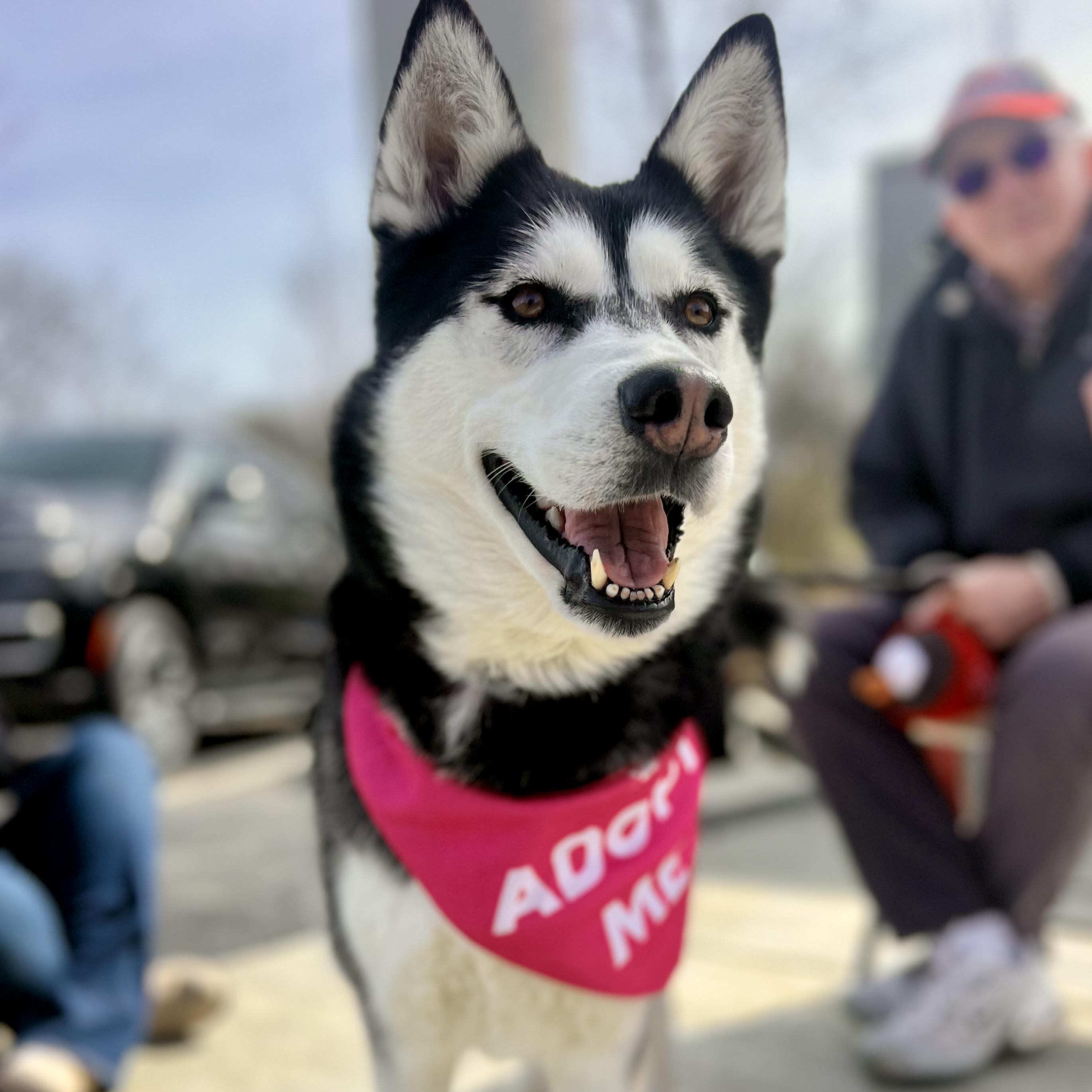 Enlarge Lilac, an adoptable Husky in Monroe, OH image 1/6