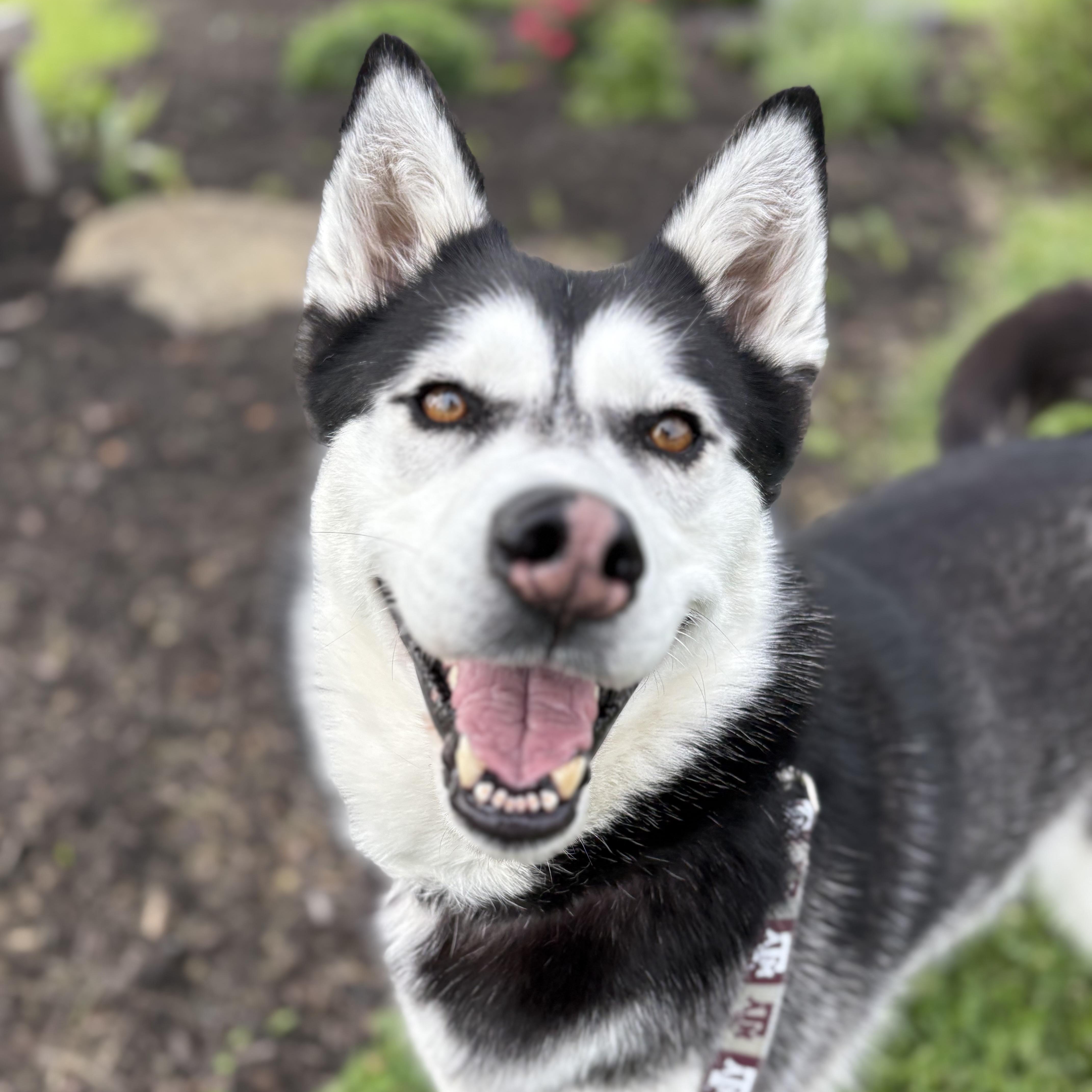 Lilac, an adoptable Husky in Monroe, OH image 6/6