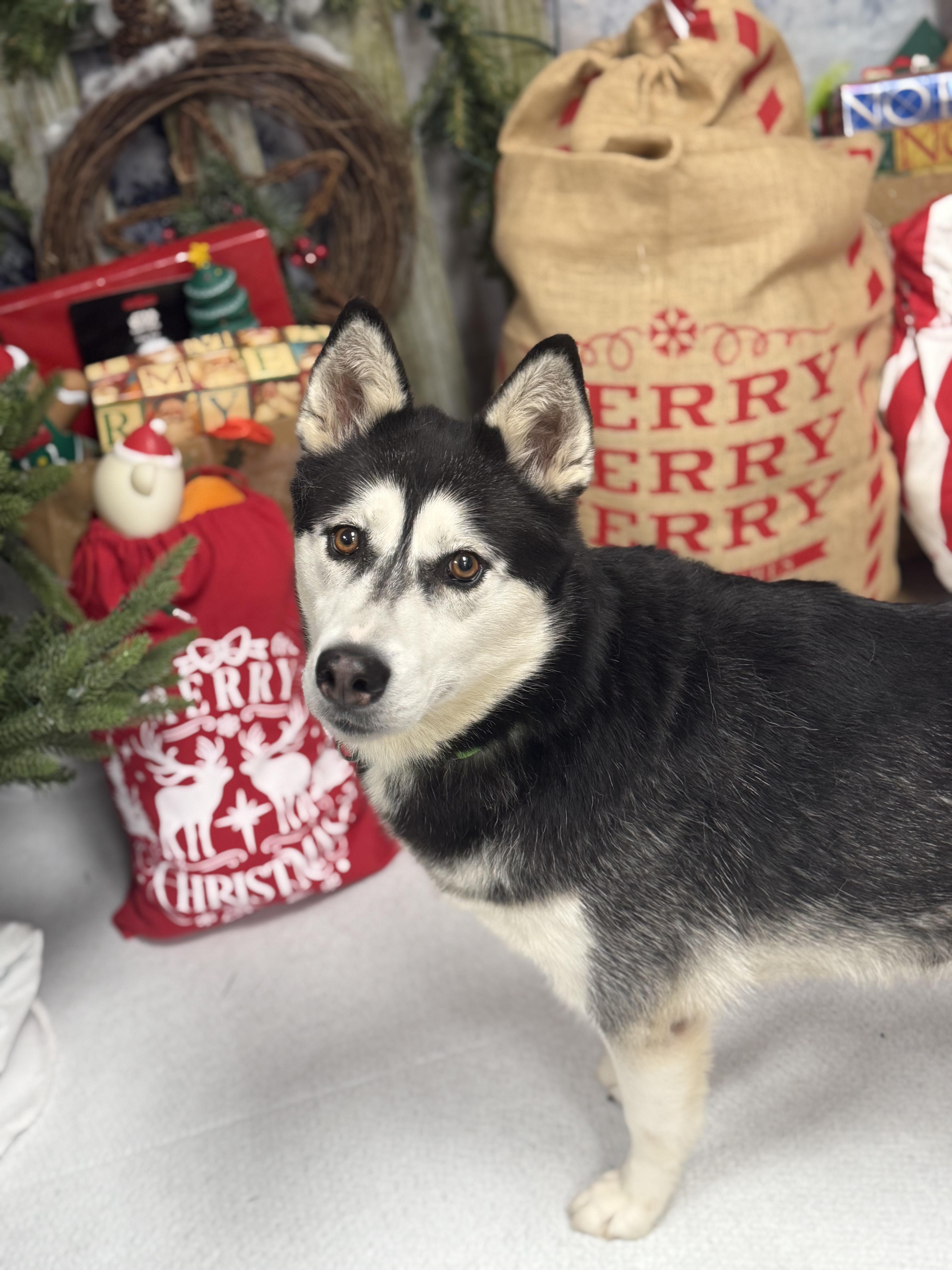 Lilac, ADOPTABLE, Adult Female Husky.