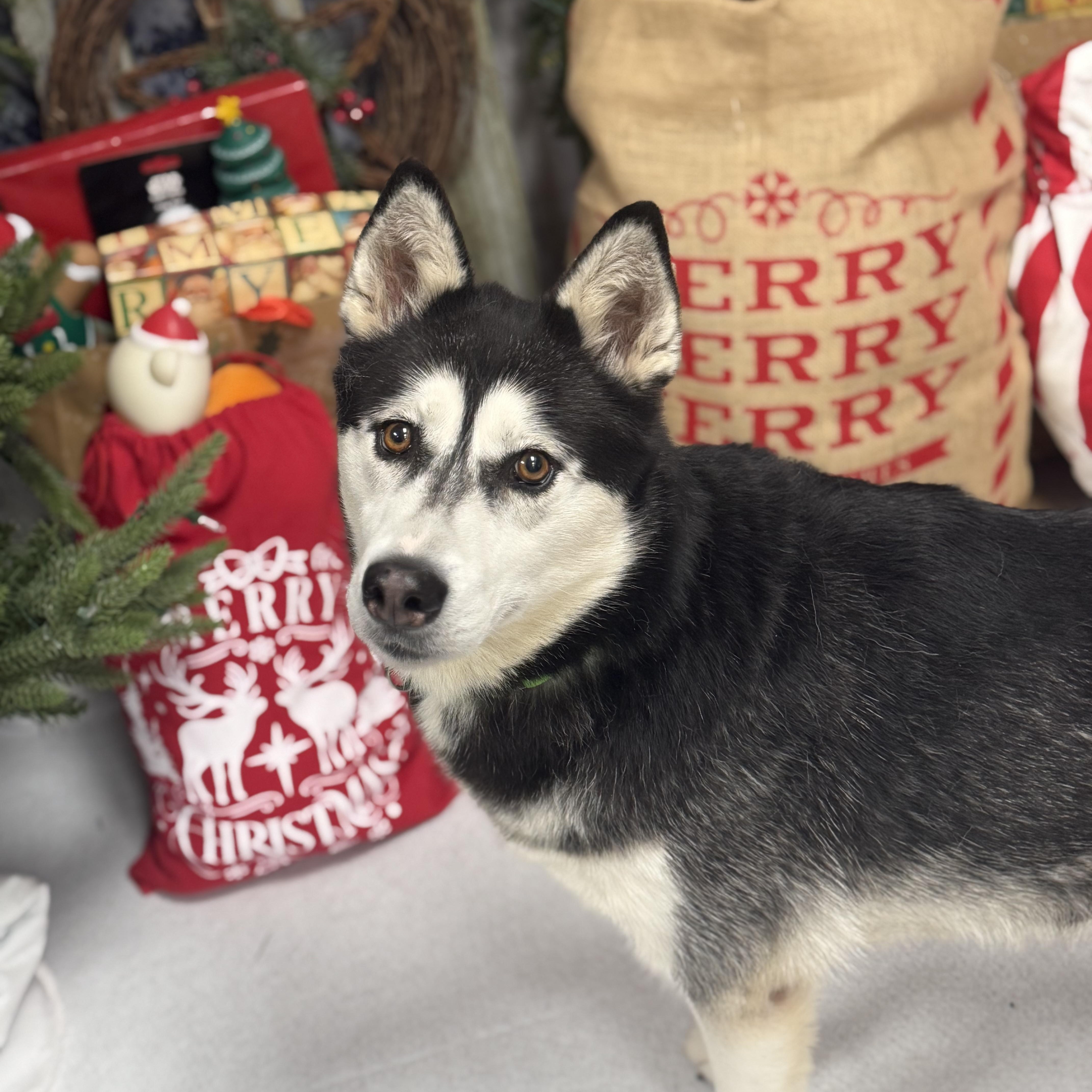 Lilac, an adoptable Husky in Monroe, OH image 5/6