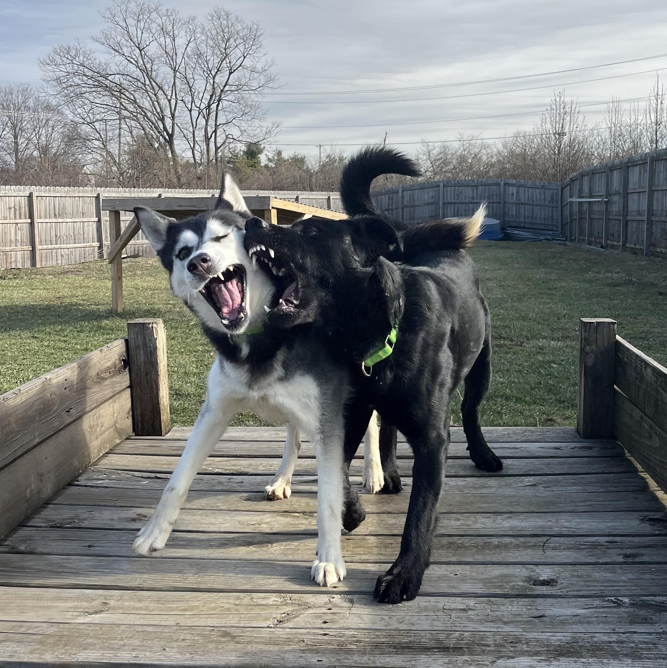 Enlarge Lilac, an adoptable Husky in Monroe, OH image 3/6