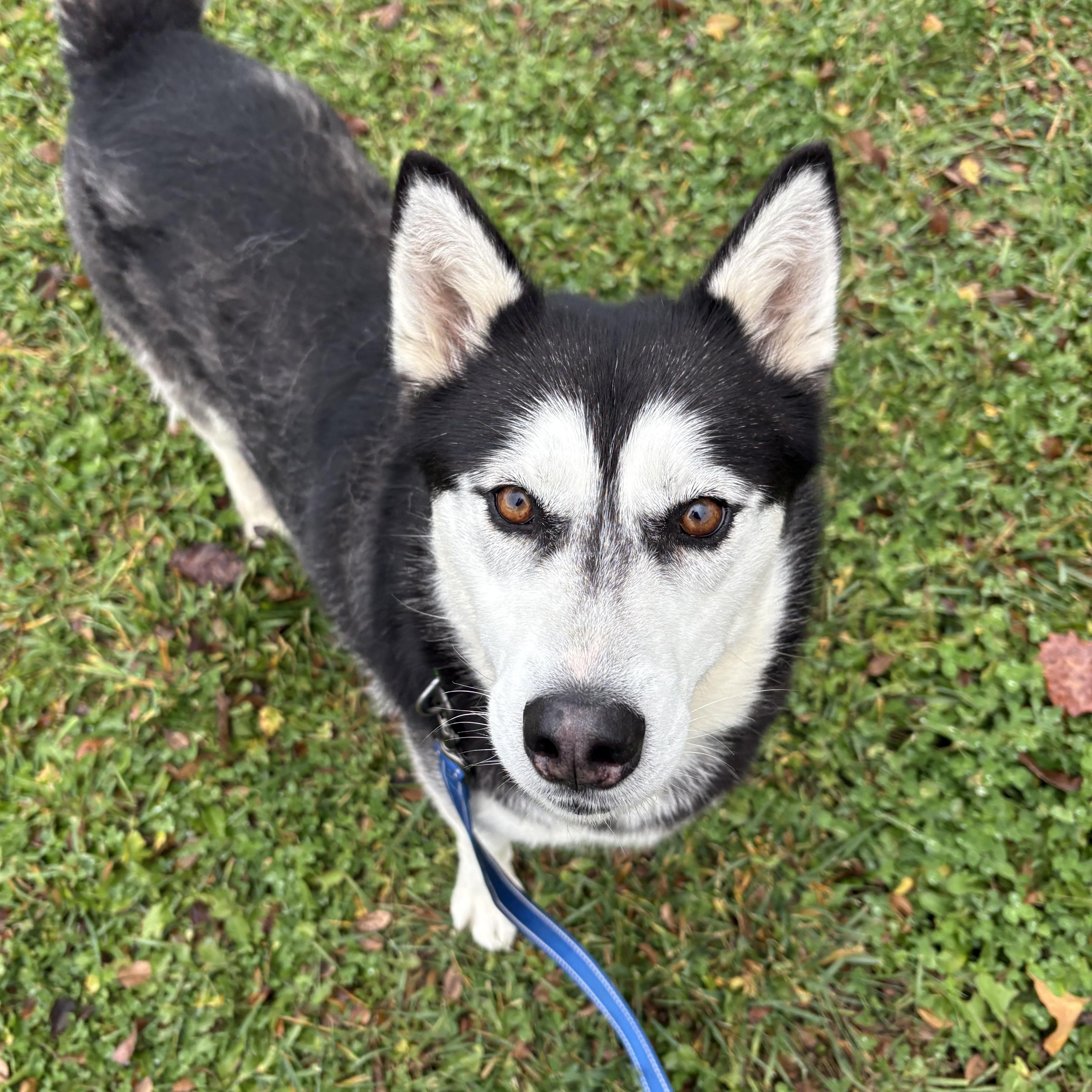 Lilac, ADOPTABLE, Adult Female Husky.