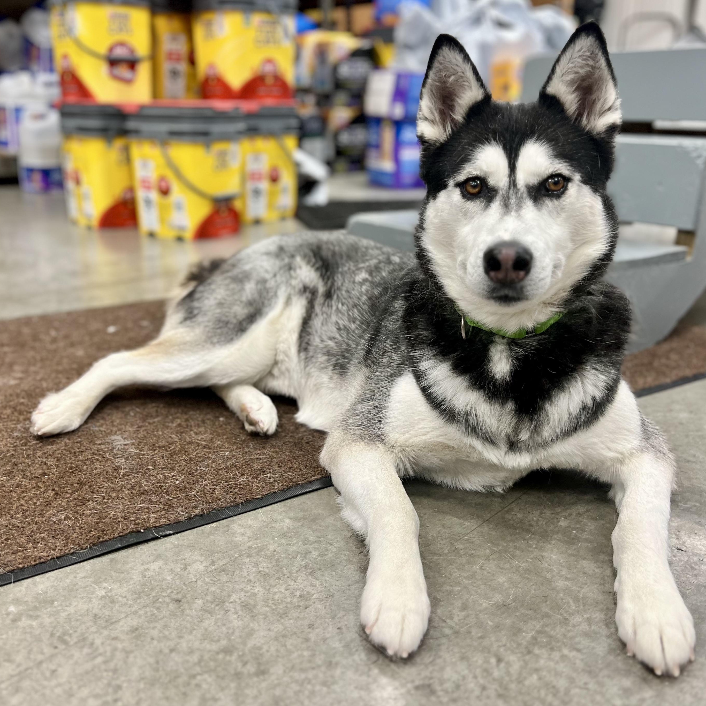 Lilac, ADOPTABLE, Adult Female Husky.
