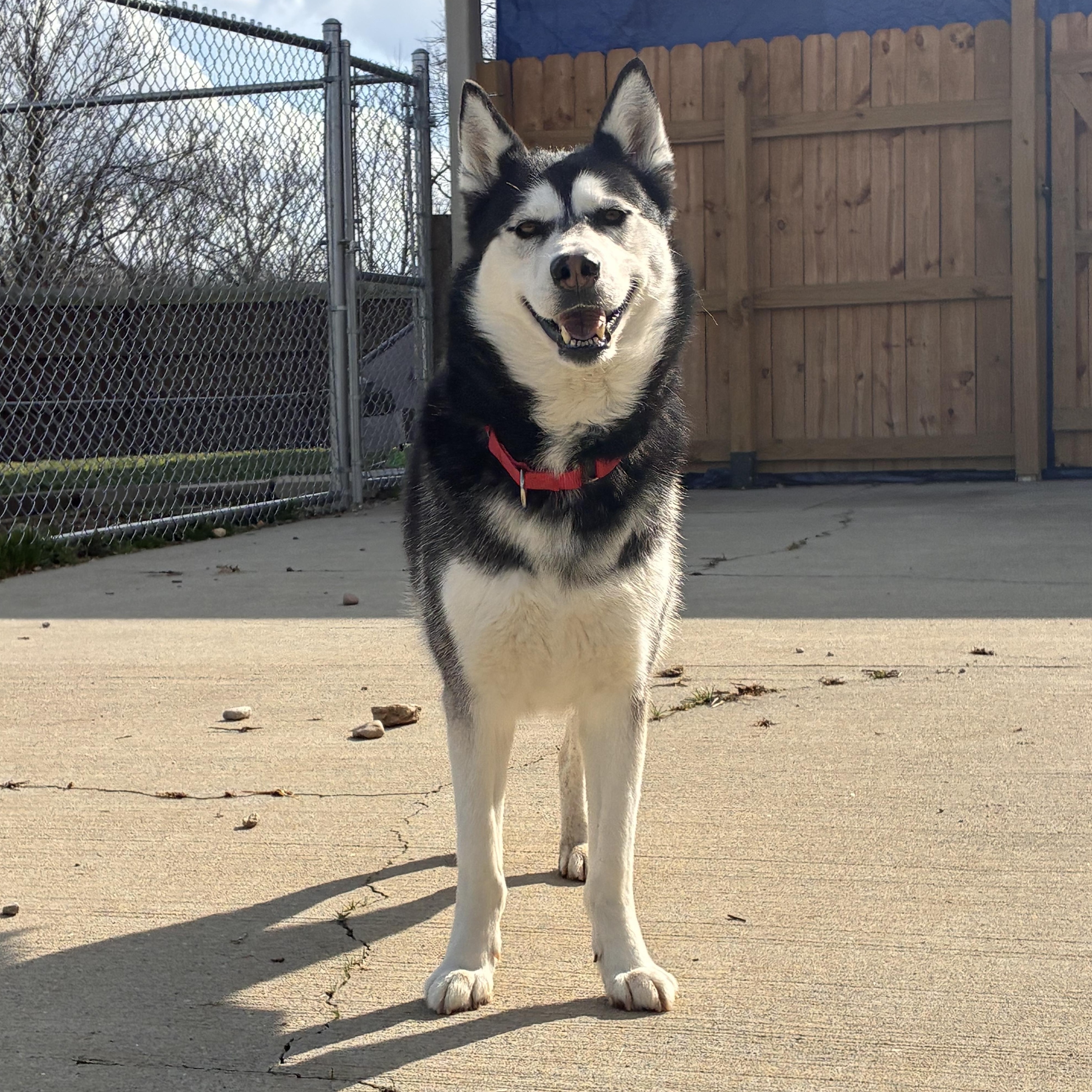 Enlarge Lilac, an adoptable Husky in Monroe, OH image 5/6