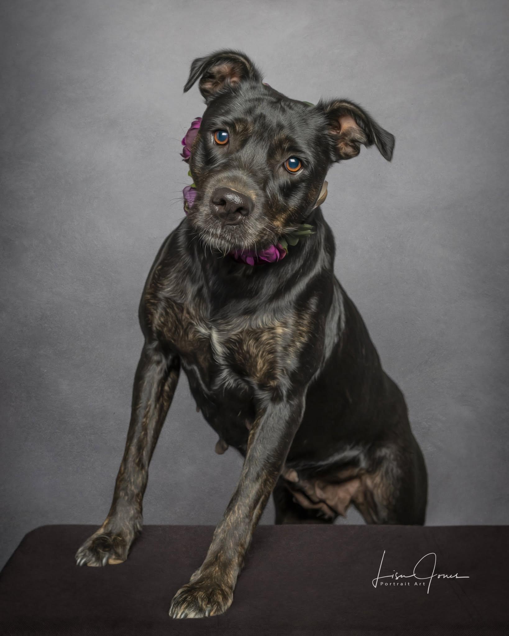 Enlarge Rajah, a Adoptable Mixed Breed in Cullman, AL image 1/1