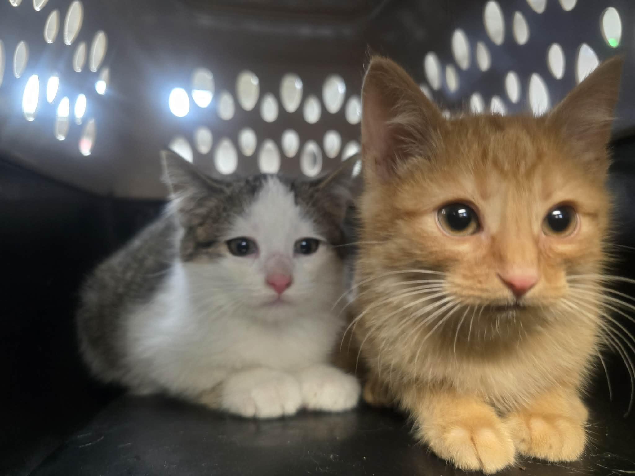 Gin & Tonic, a ADOPTABLE Domestic Short Hair in Rock Falls, IL image 1/5