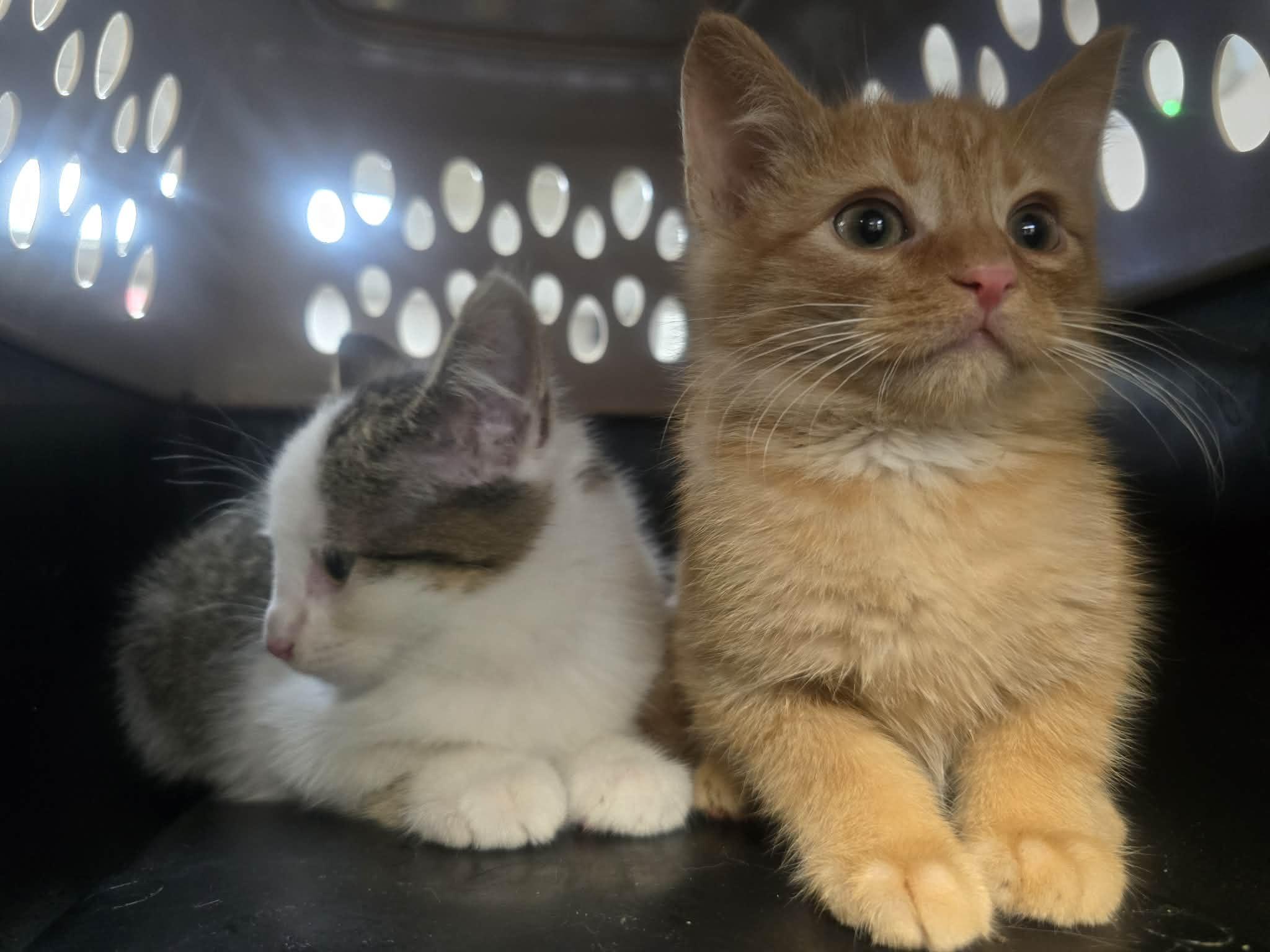 Gin & Tonic, a ADOPTABLE Domestic Short Hair in Rock Falls, IL image 2/5