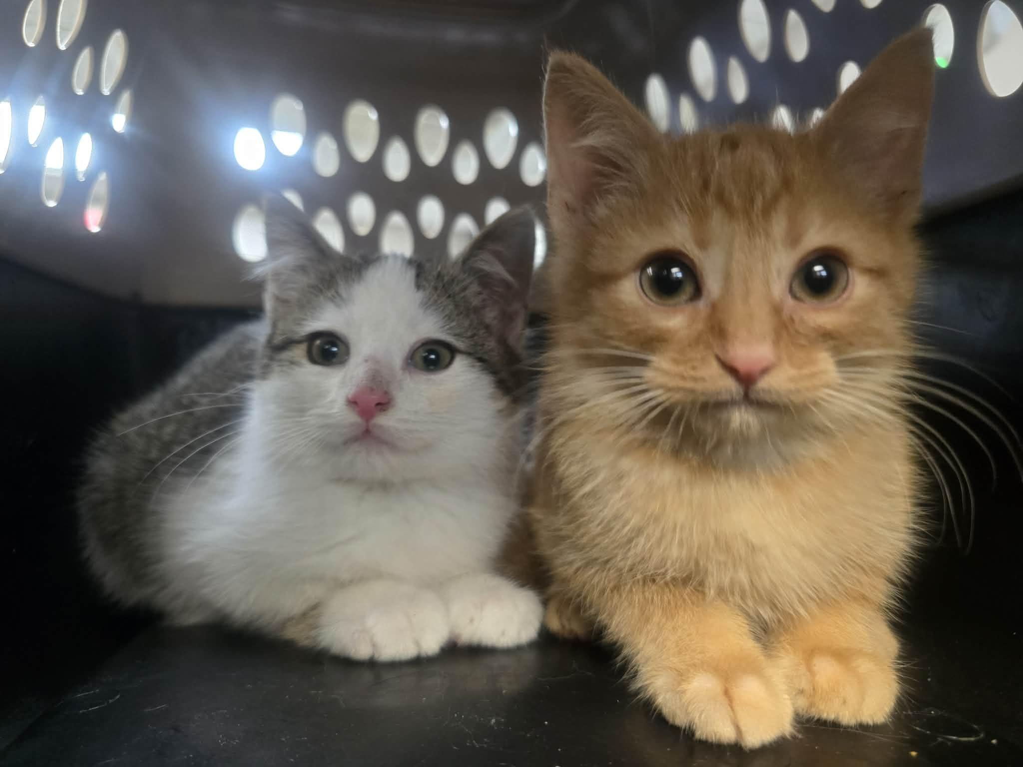 Gin & Tonic, a ADOPTABLE Domestic Short Hair in Rock Falls, IL image 3/5
