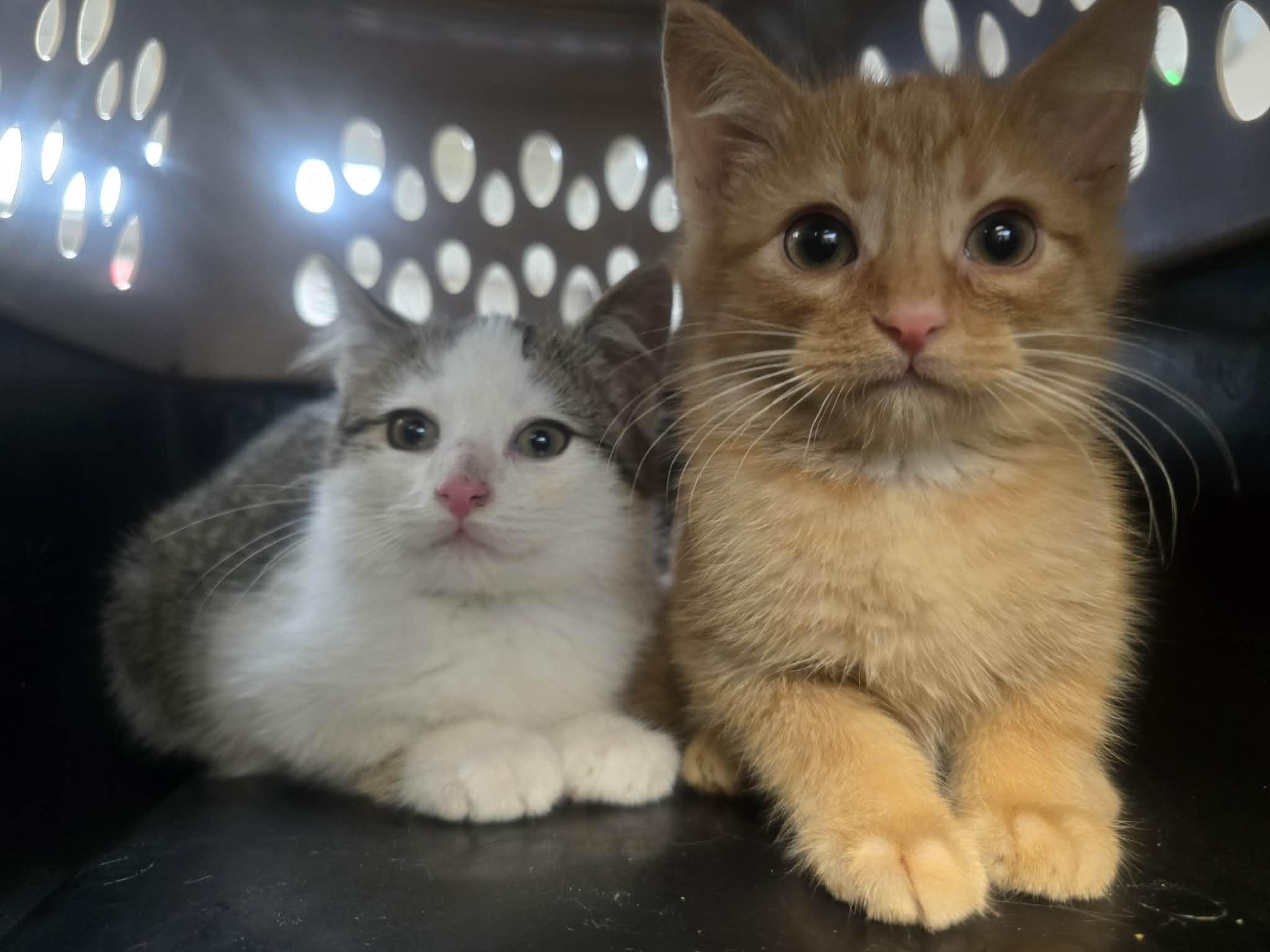 Gin & Tonic, a ADOPTABLE Domestic Short Hair in Rock Falls, IL image 4/5