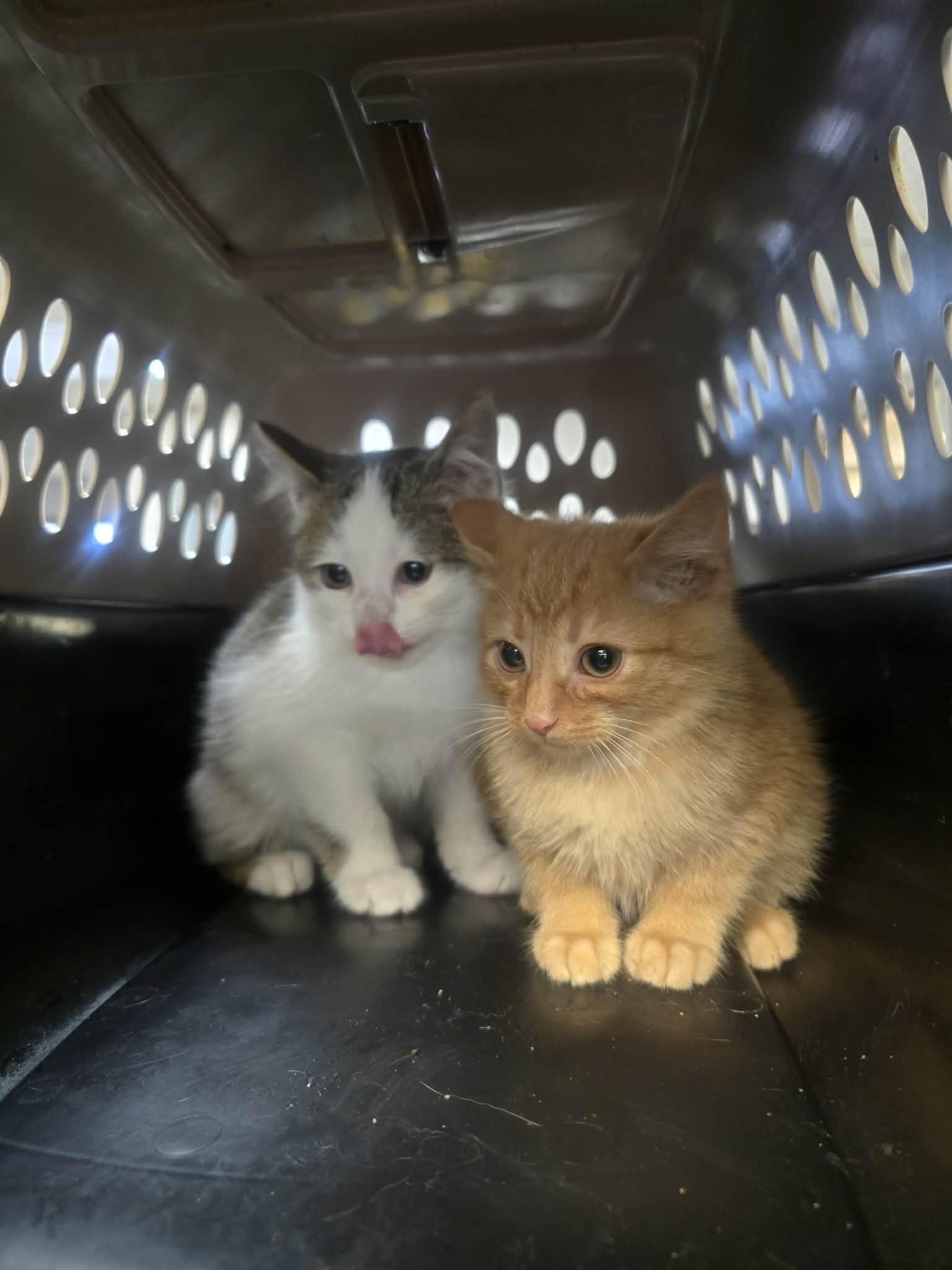 Gin & Tonic, a ADOPTABLE Domestic Short Hair in Rock Falls, IL image 5/5