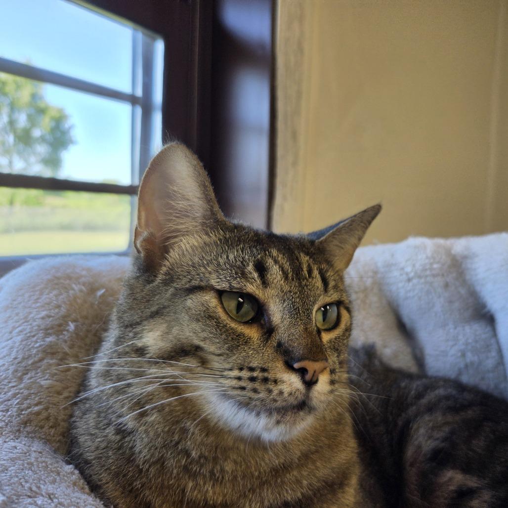 Summer, Adoptable, Adult Female Domestic Short Hair.