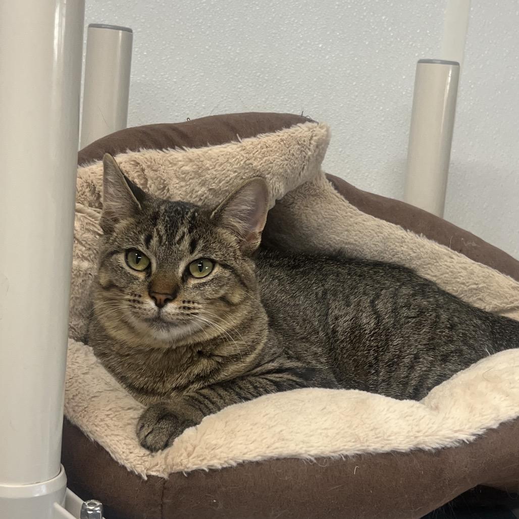 Enlarge Summer, a Adoptable Domestic Short Hair in Rock Falls, IL image 1/1